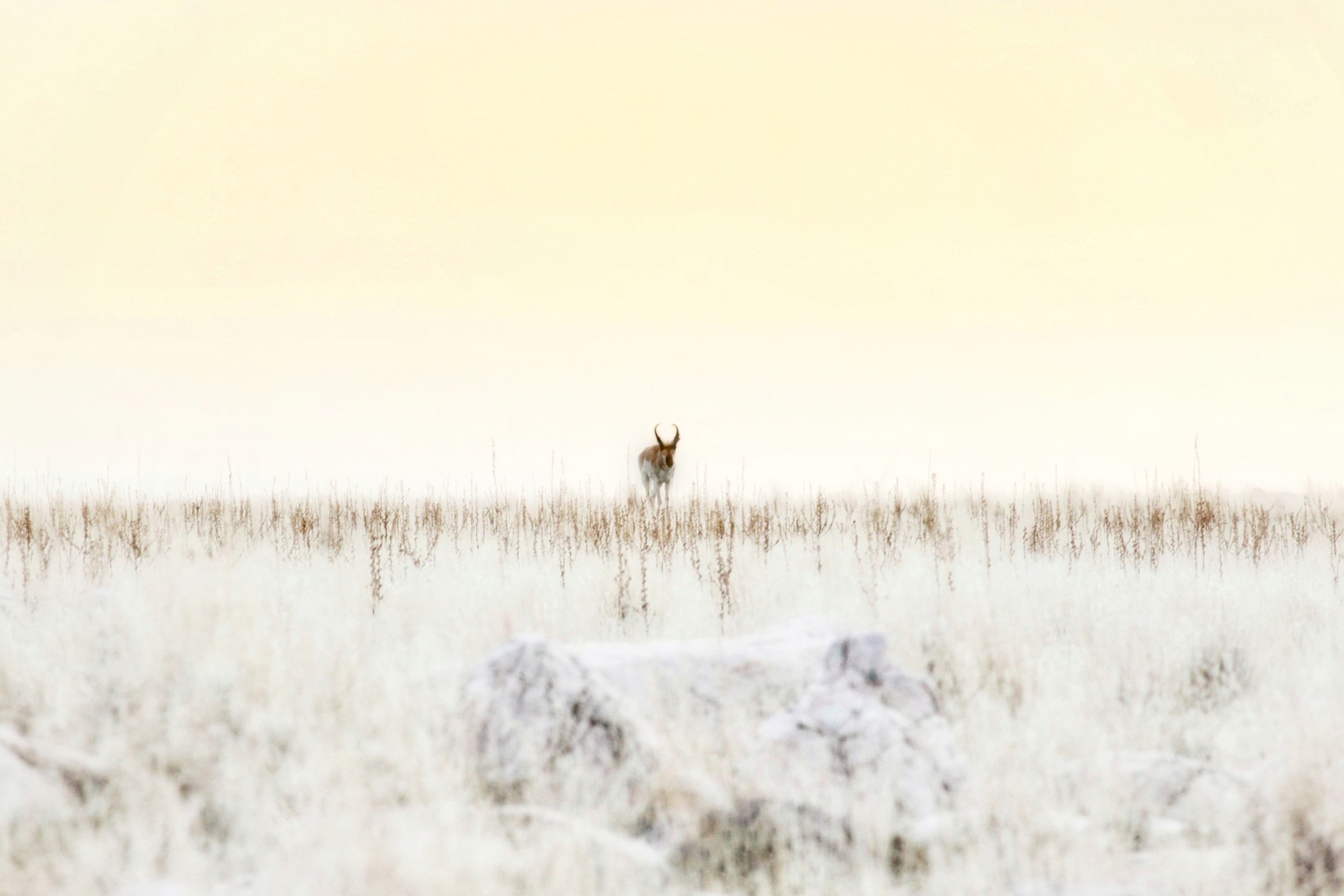 Wildlife and landscape on Antelope Island