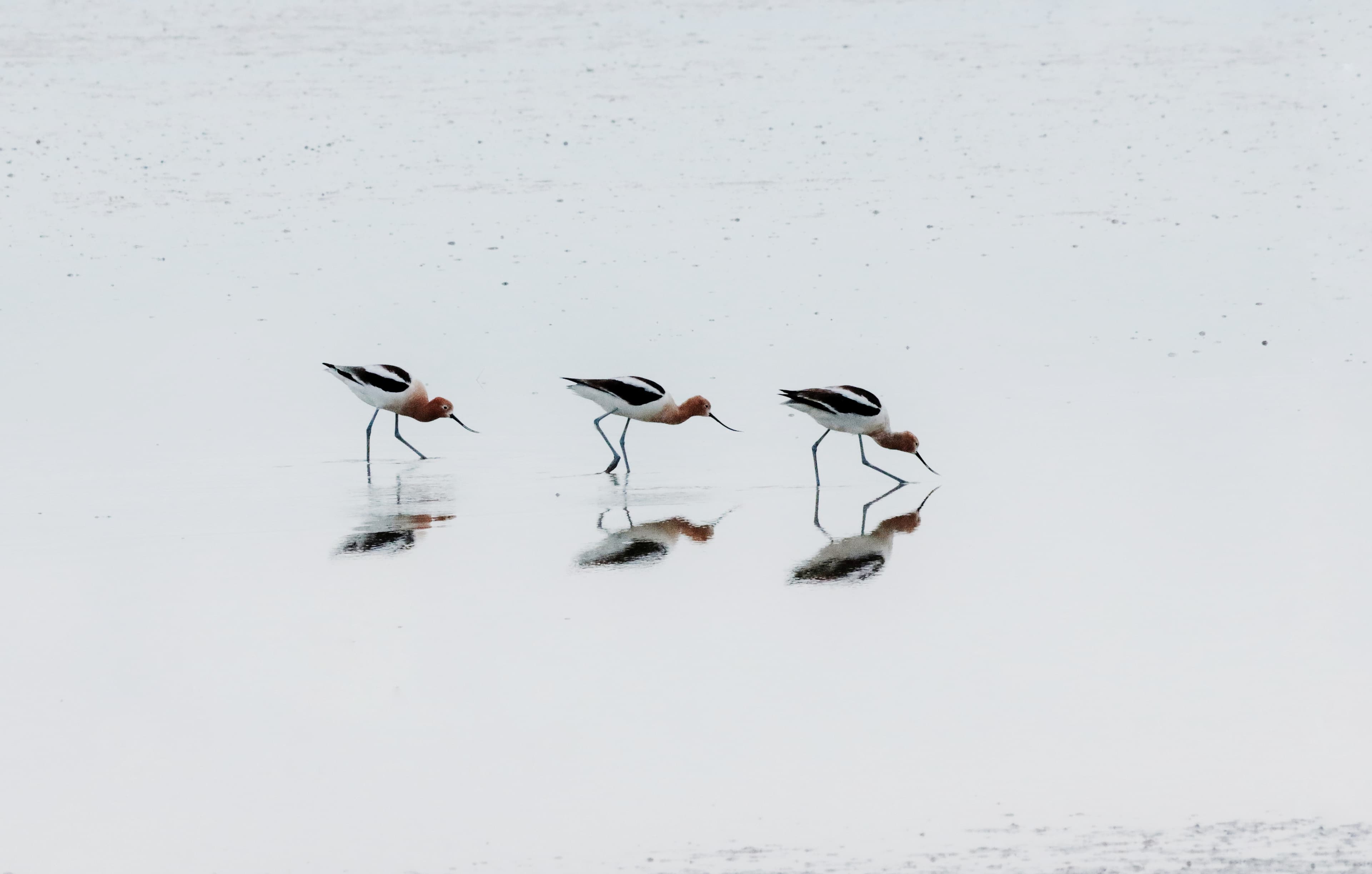 American avocets wading in shallow water near Antelope Island