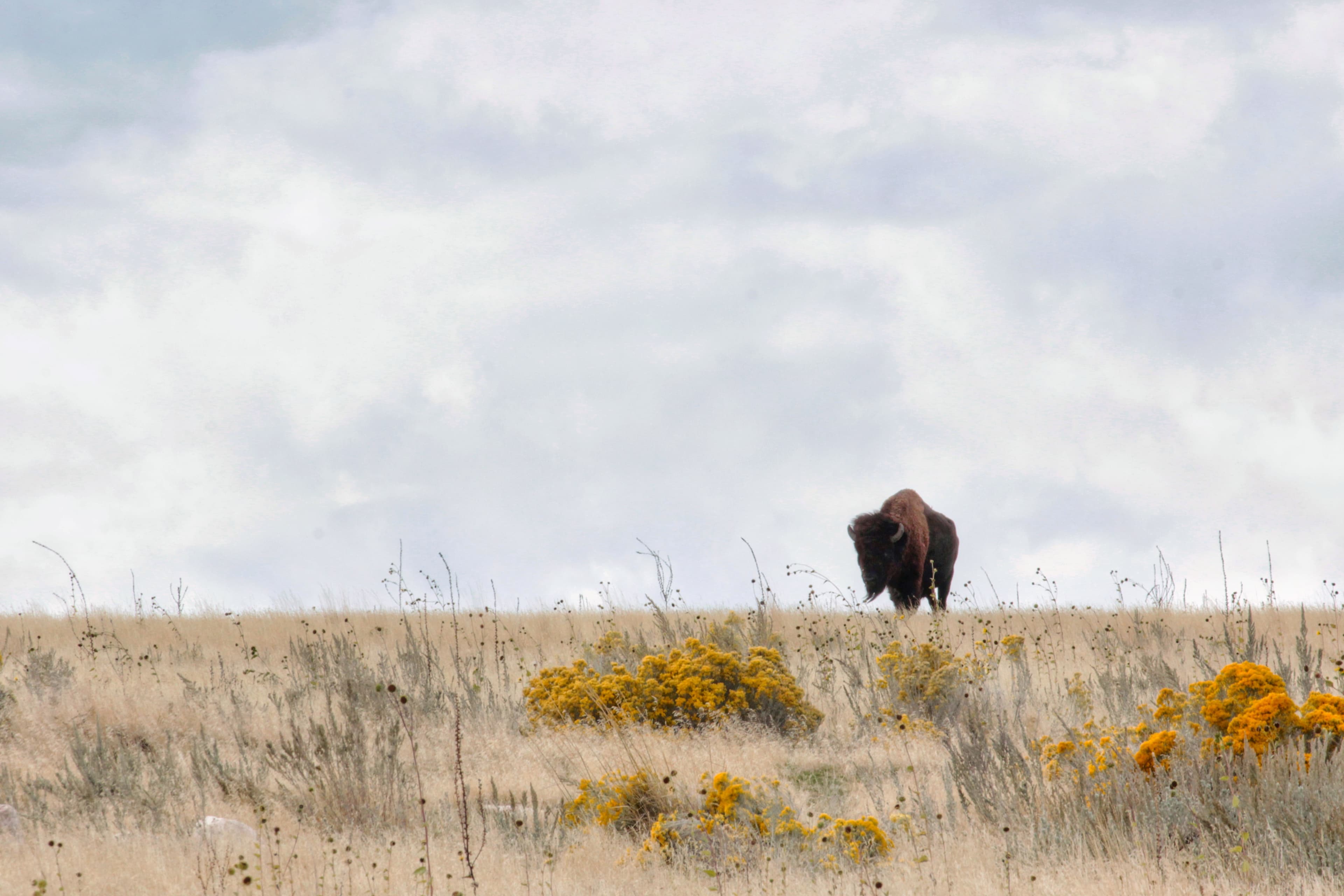 Bison grazing on Antelope Island during a Safari Utah tour