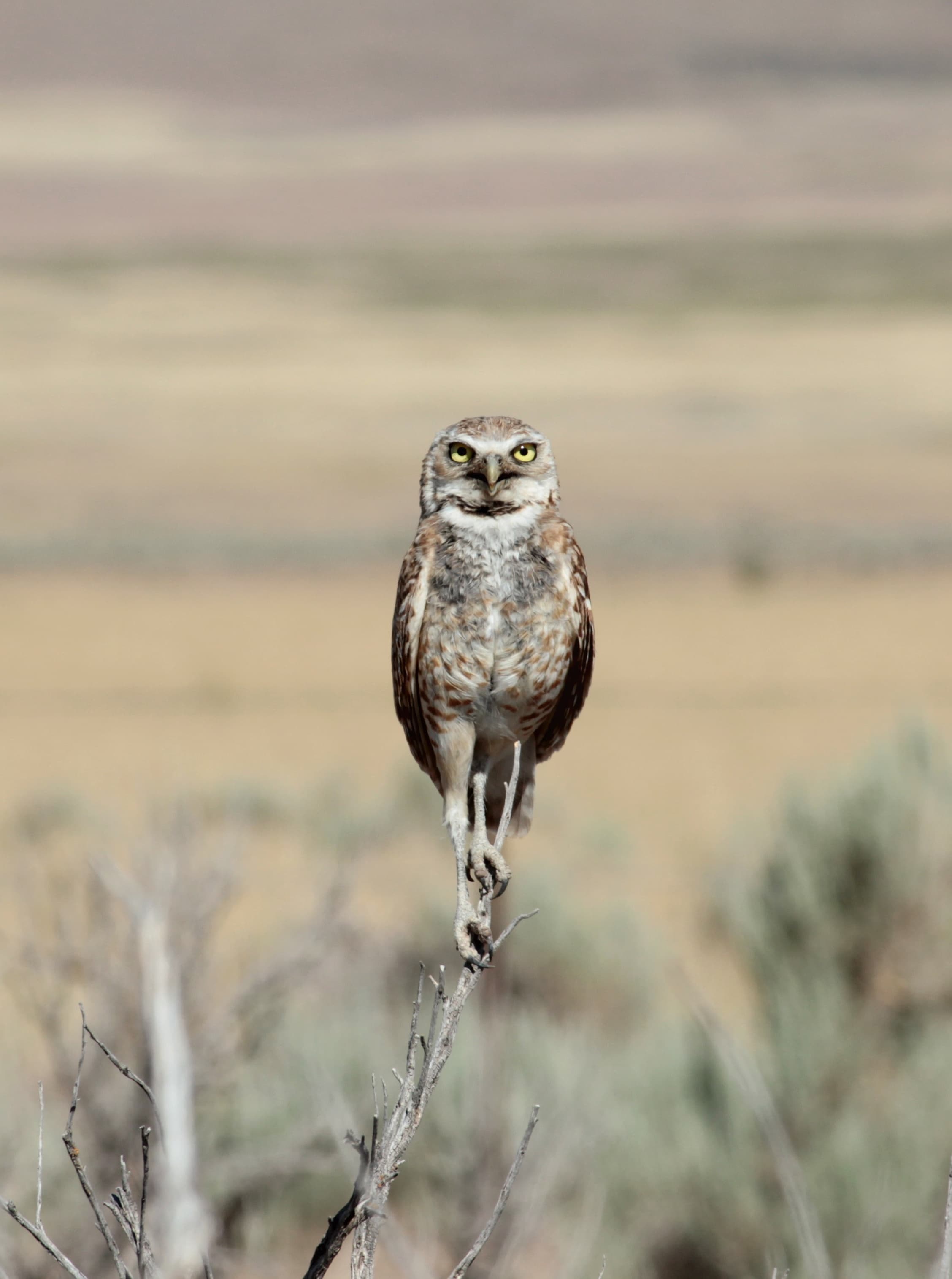 Burrowing owls seen on the island and arount Utah