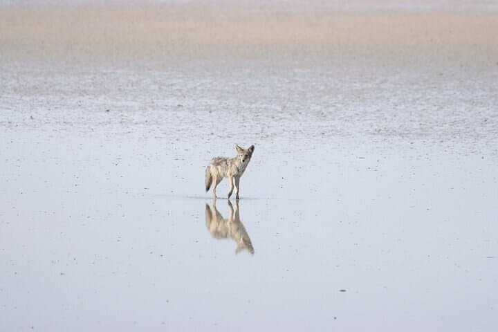 Coyote strolling through the shallow lake edges at the Great Salt Lake