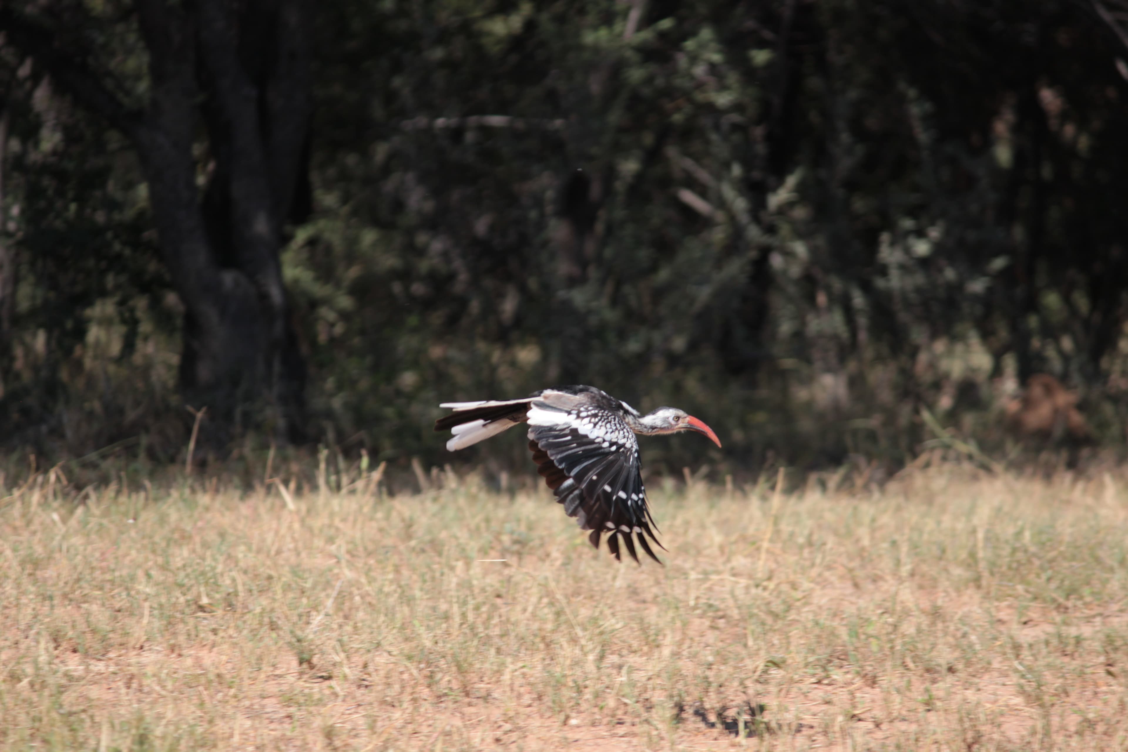 Sunlit landscape representing custom safari planning