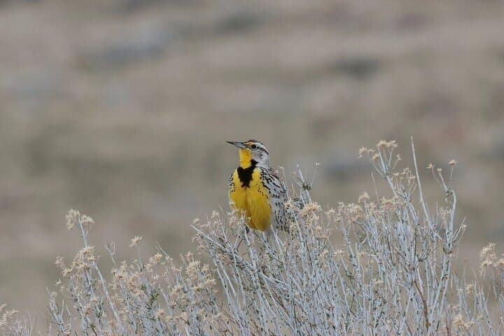 Western meadowlard atop a small shrub