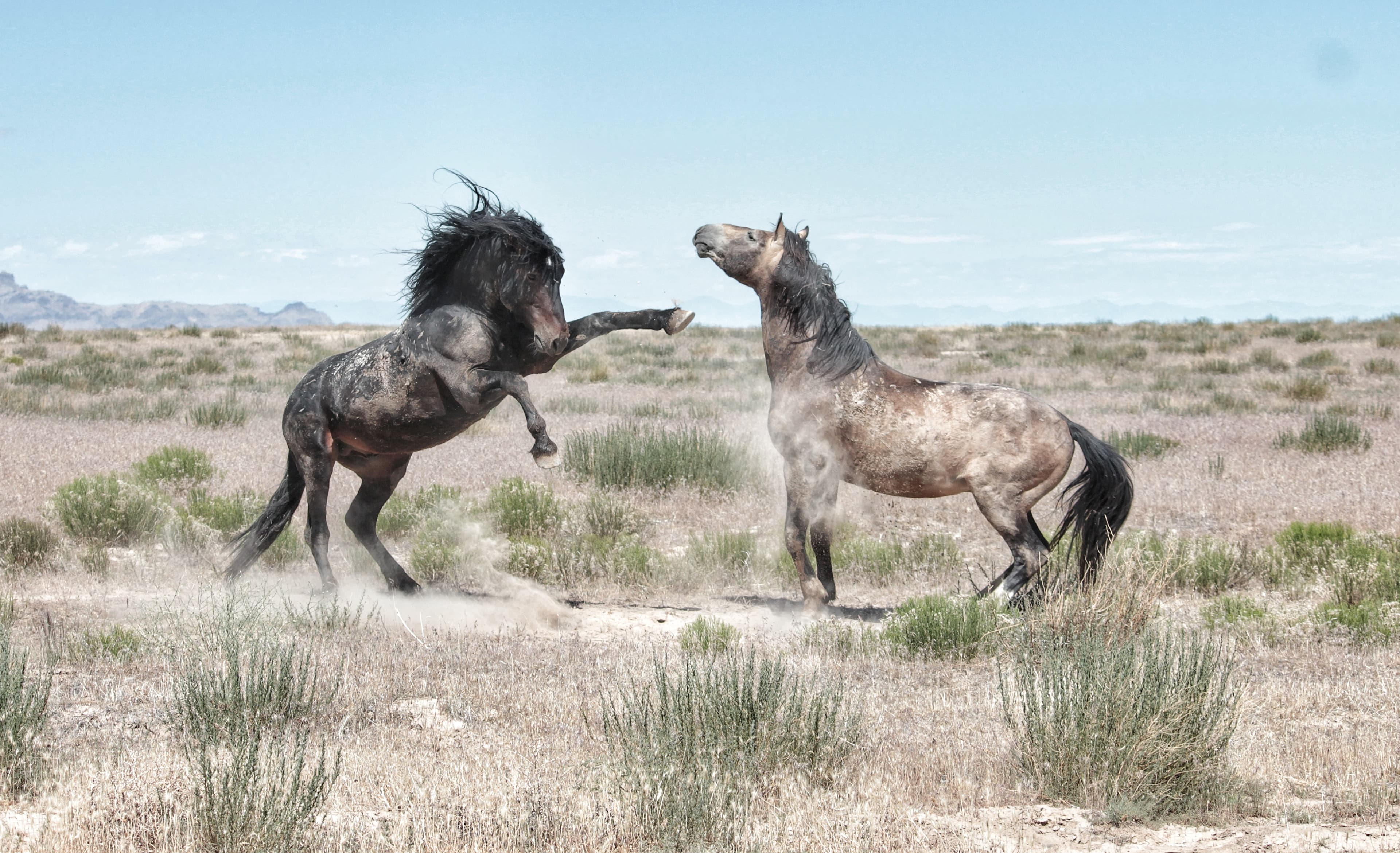 The wild horses in Northern Utah