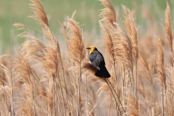 Yellow-headed blackbird during birding tour