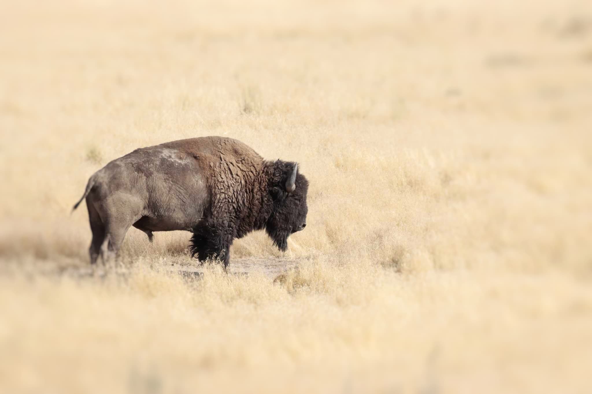 Bison on Antelope Island viewed during a Safari Utah tour