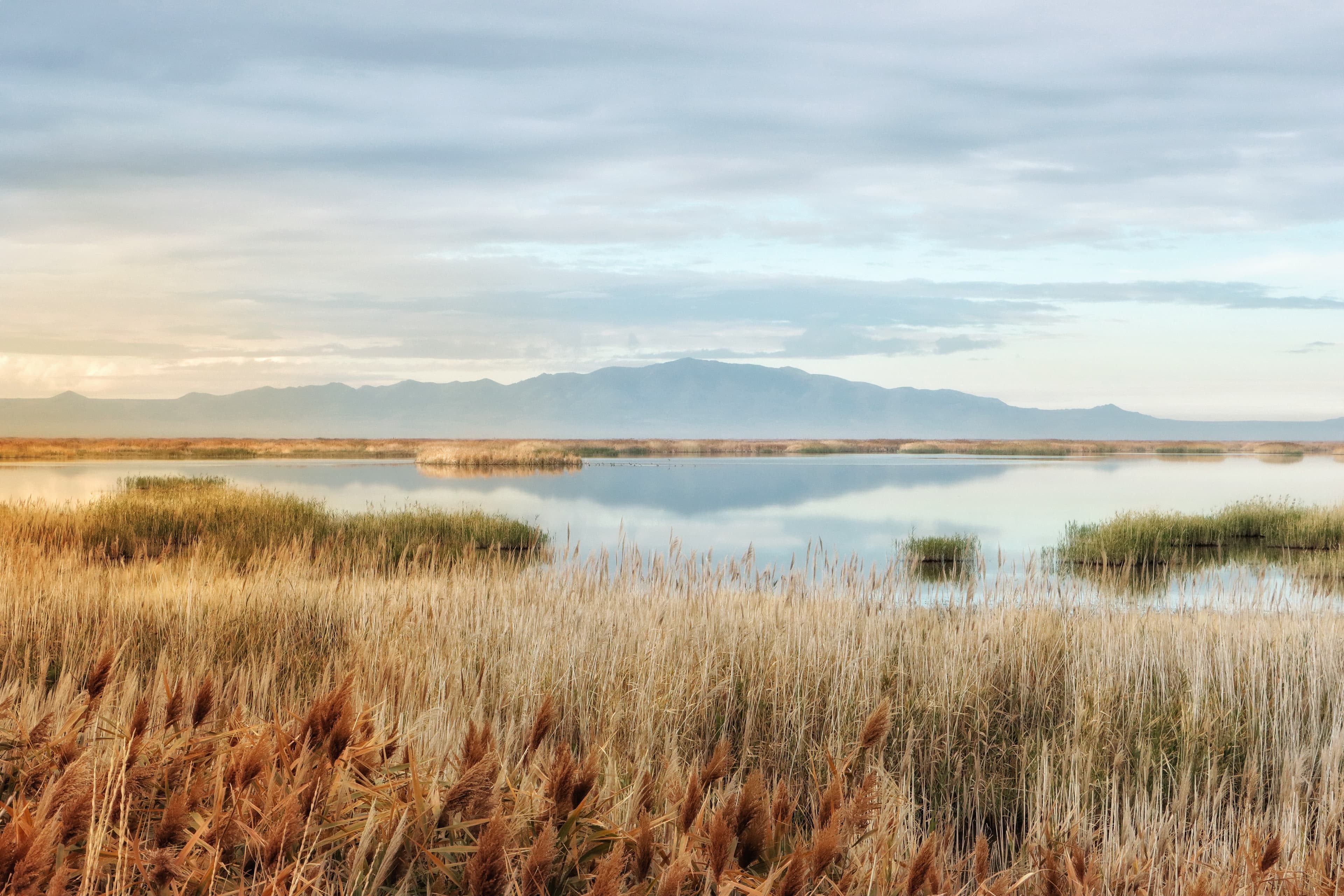 Antelope Island landscape with wildlife viewing opportunities